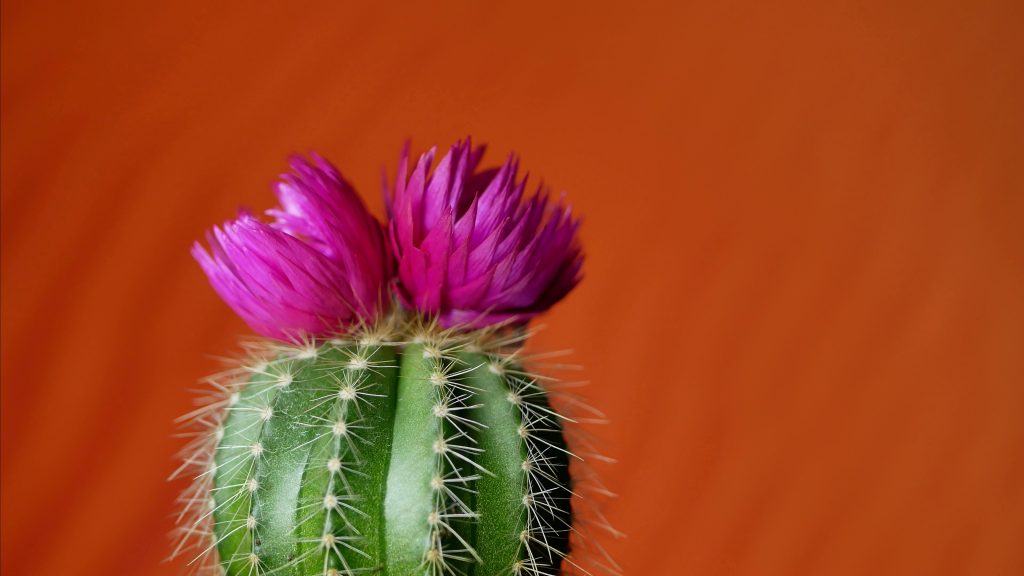 prickly green cactus with purple flowers on top of it