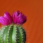 prickly green cactus with purple flowers on top of it
