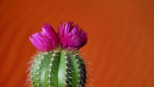 prickly green cactus with purple flowers on top of it